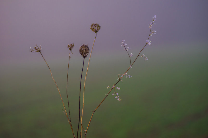 Icy Bouquet