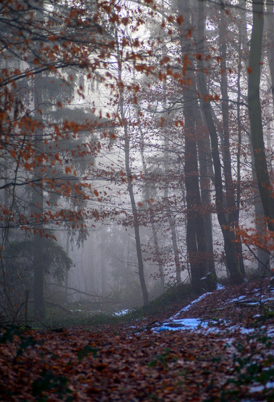 Fog in the Woods