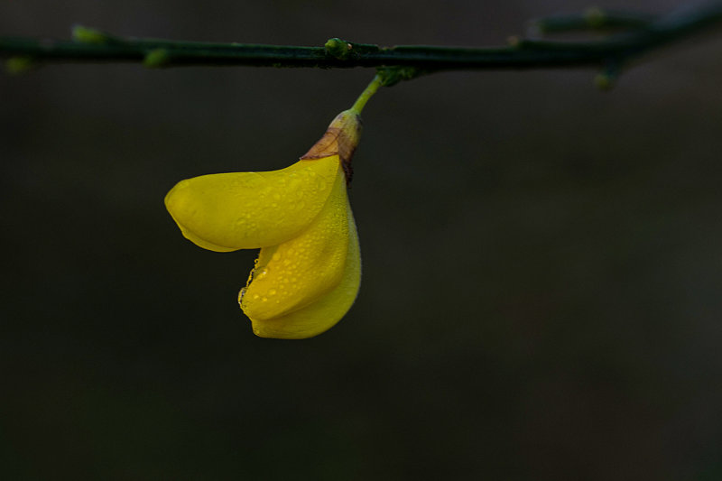 Scotch Broom in January
