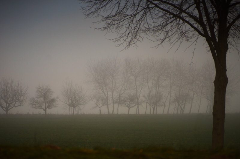 Trees in the Fog