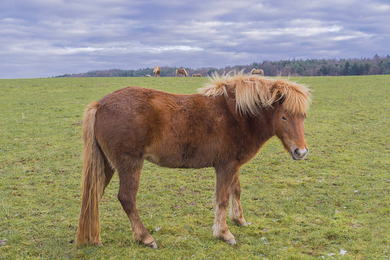 Icelandic Horses