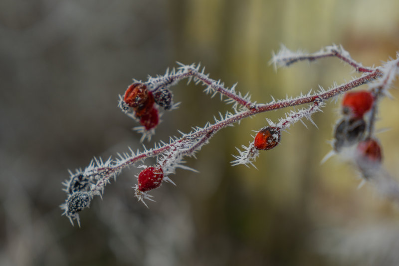 Frozen Rose hips