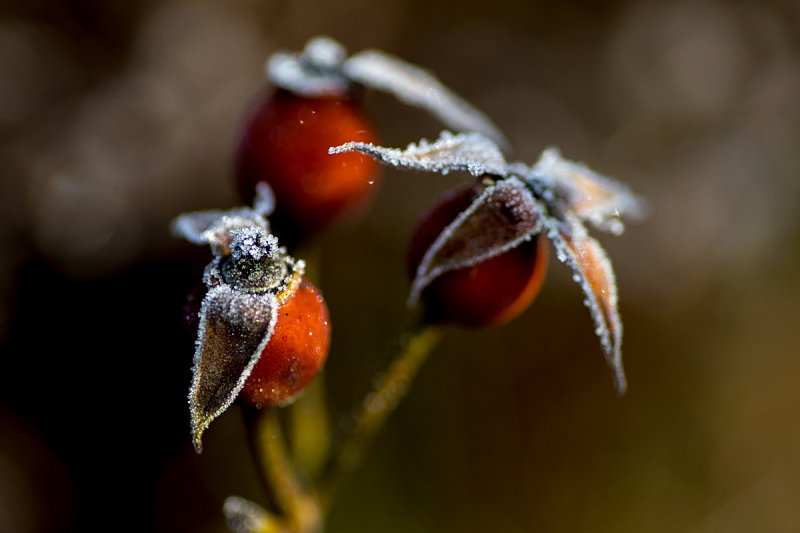 Frosted Jewels