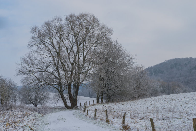 Winter Path