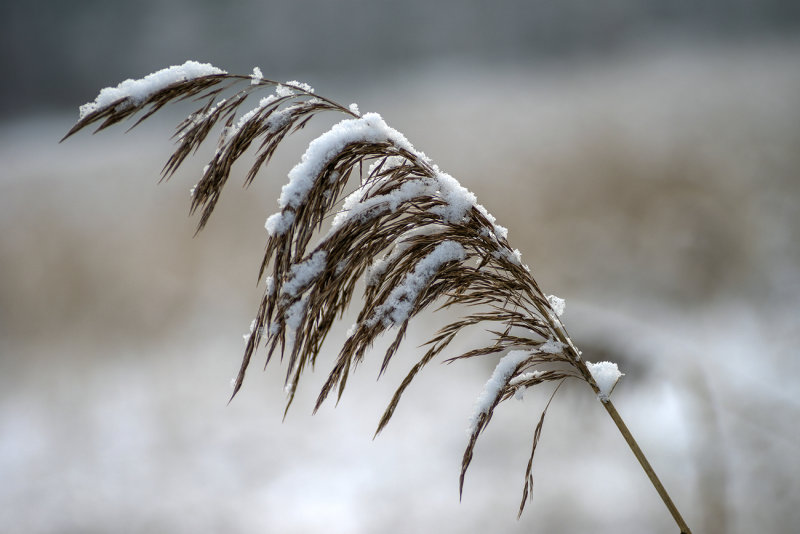 A Dusting of Snow