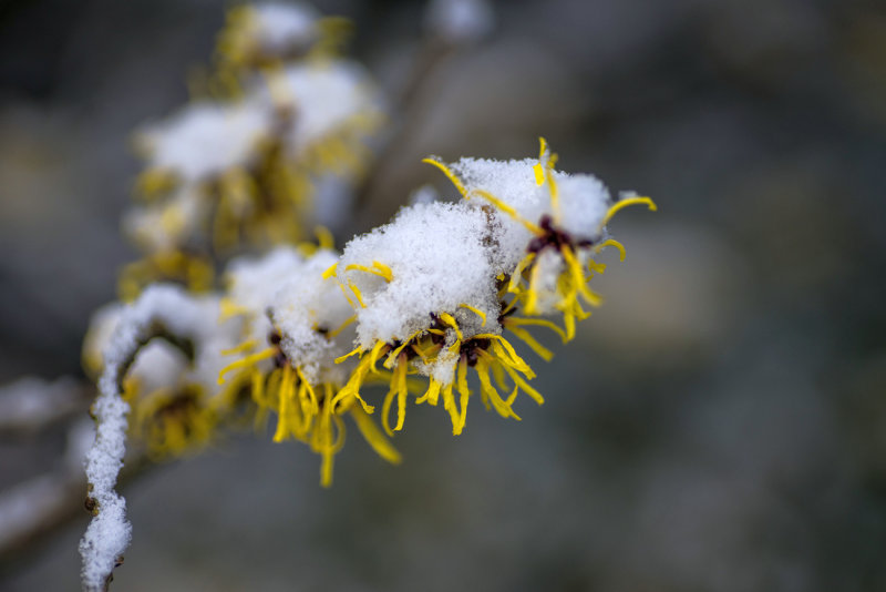 Witch Hazel 