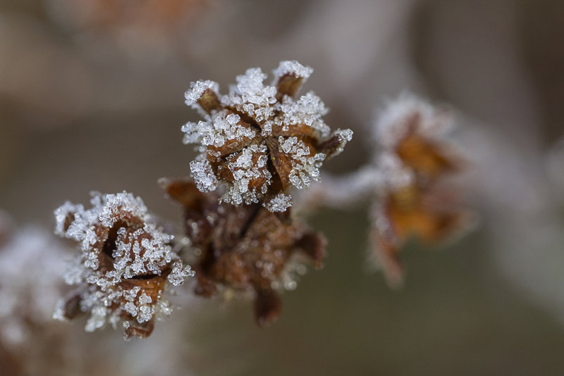 Ice Crystals