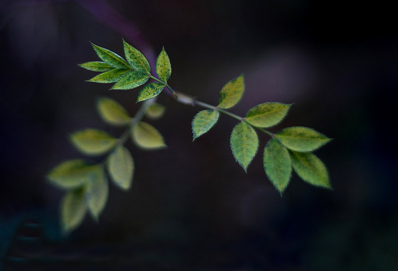 January Green