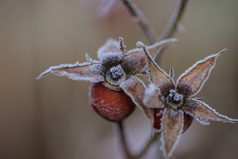 Rose Hips in Winter