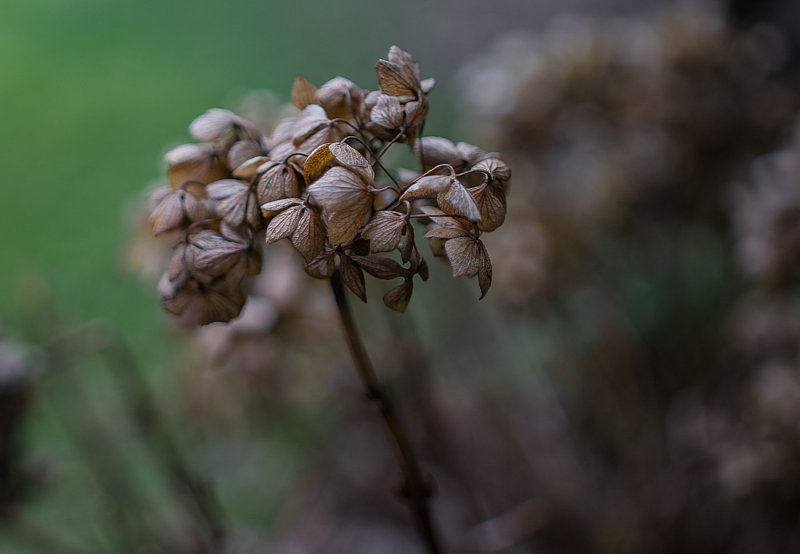 Hortensia in January