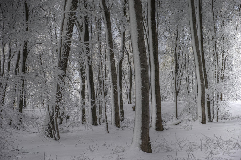 Deep Winter Woods 