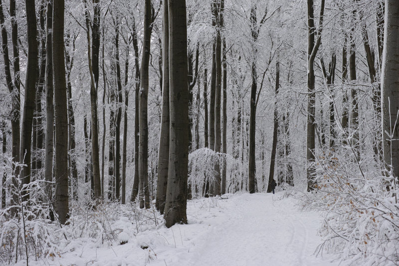 Winter Forest