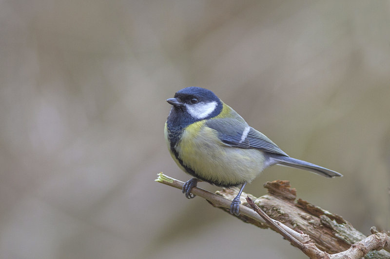 Great Tit