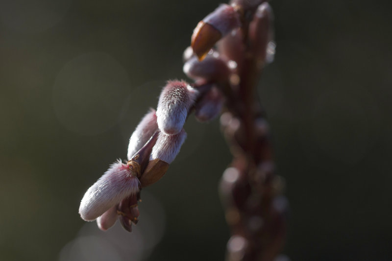 Pussy Willow