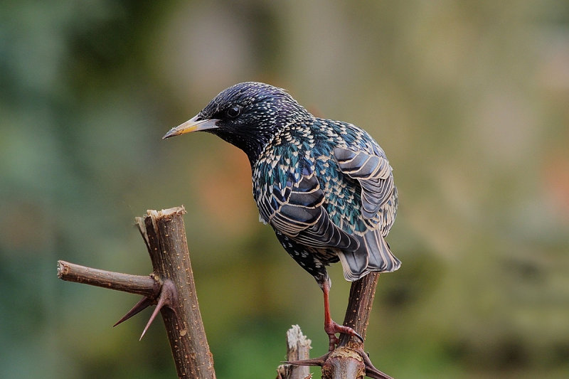 Starling  