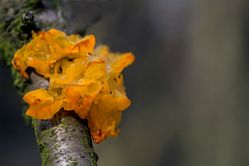 Blooming Witch's Butter.