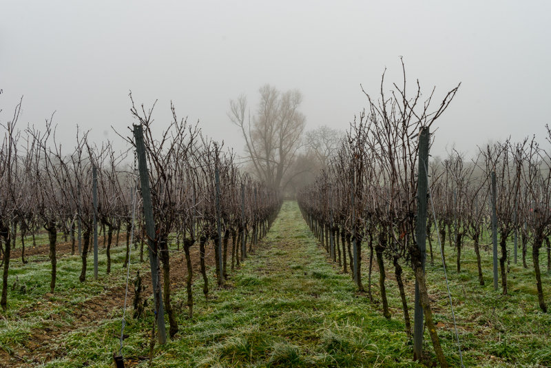 Vineyard in Deep Winter Sleep