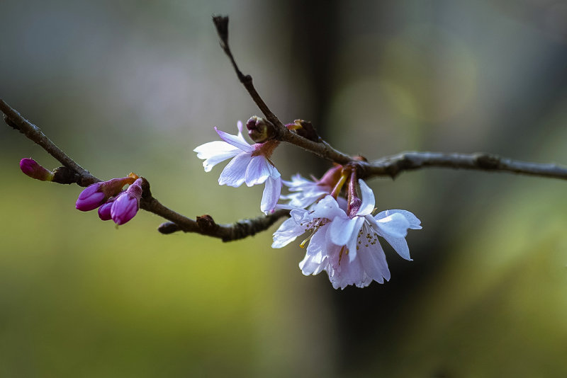 First Blossoms