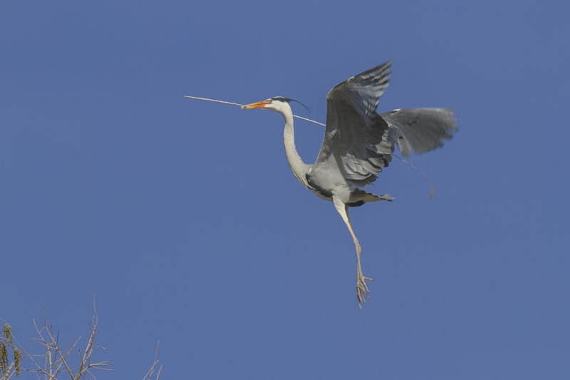 Building a Nest