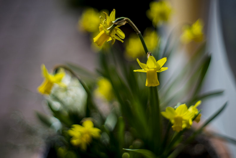 The First Daffs