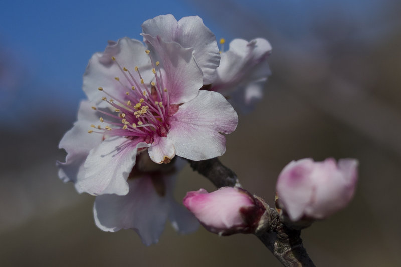 Almond Blossom