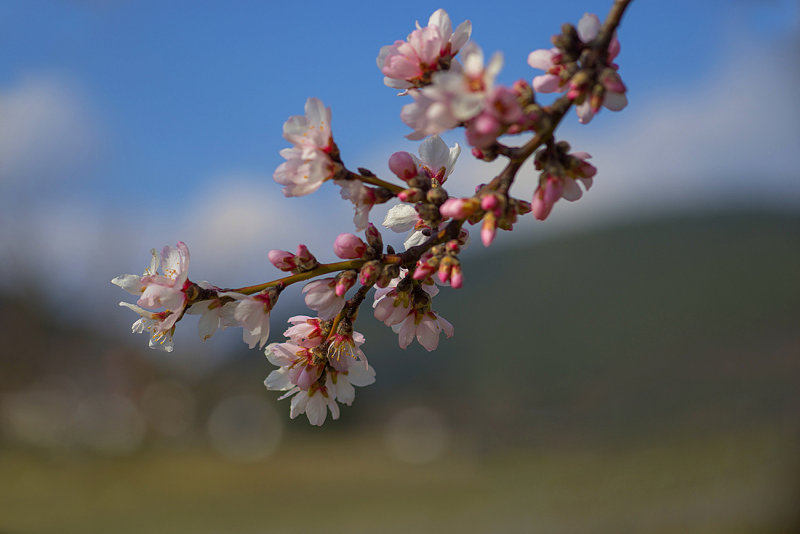 Almond Blossoms