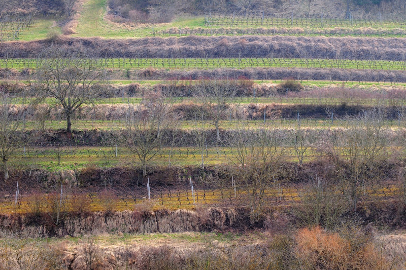 Patterns in the Vineyard