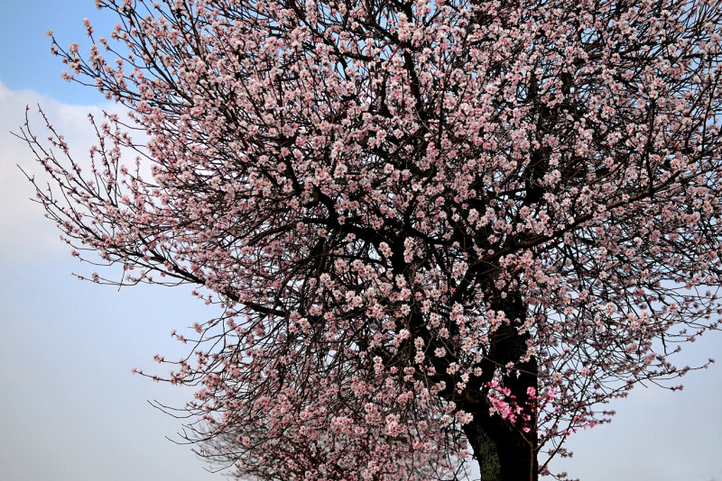 Almond Tree in Full Bloom