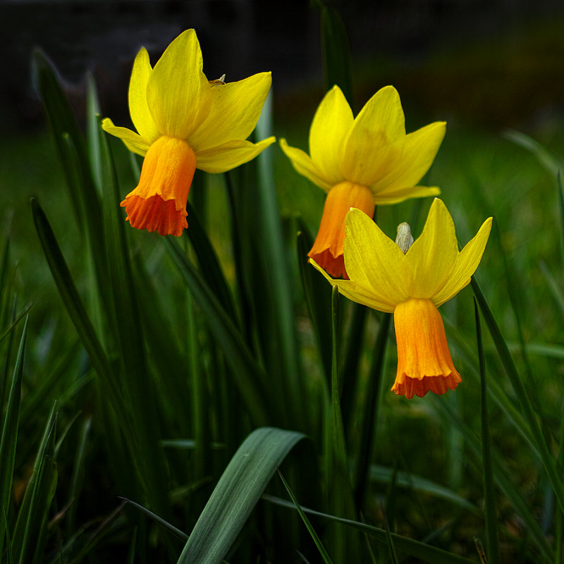 Two Toned Daffs