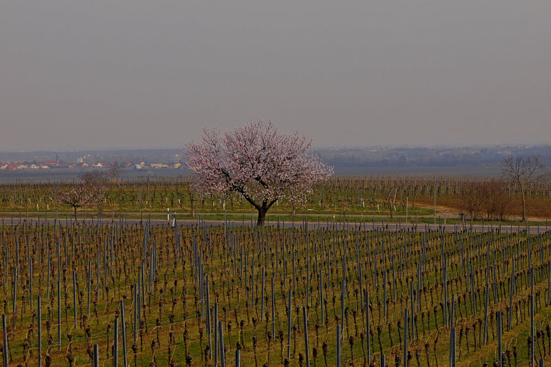 Spring Start in the Vineyards