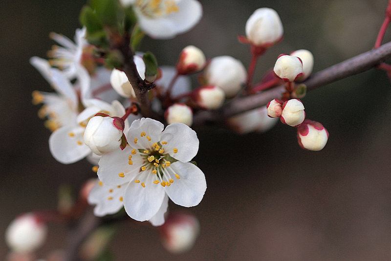 White Almond Blossoms