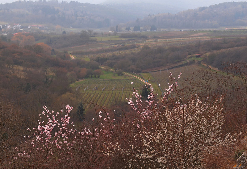 Hilltop View 