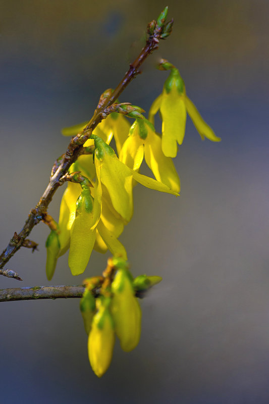 Forsythia