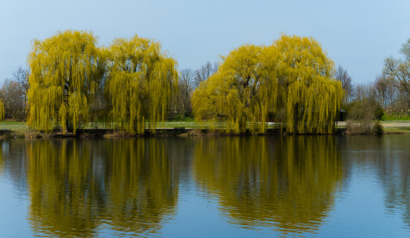 Willows at the Lake