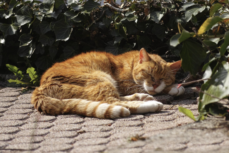 Sleeping in the Sun