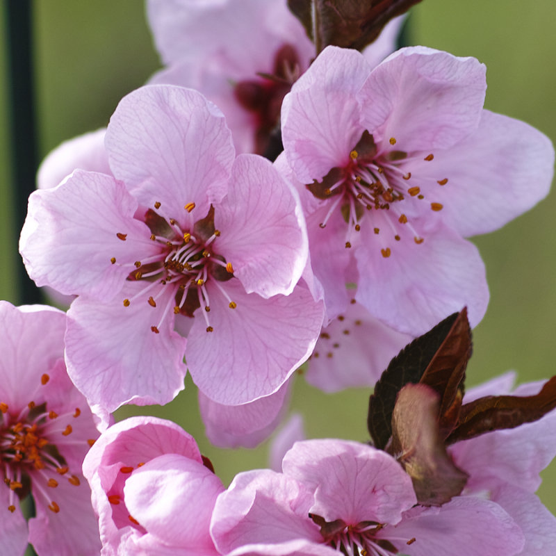 Japanese Cherry Blossoms 