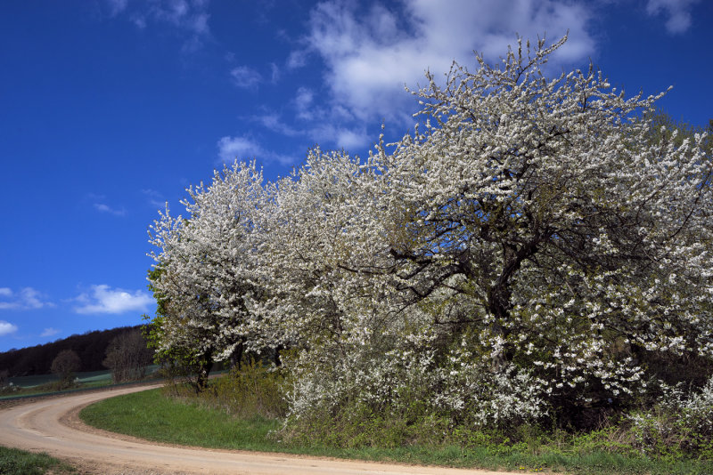 Spring came around the Corner