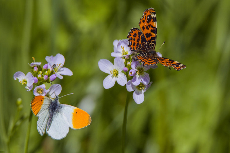 Orange Tip (Male)  and  Map Butterfly (Spring Version)