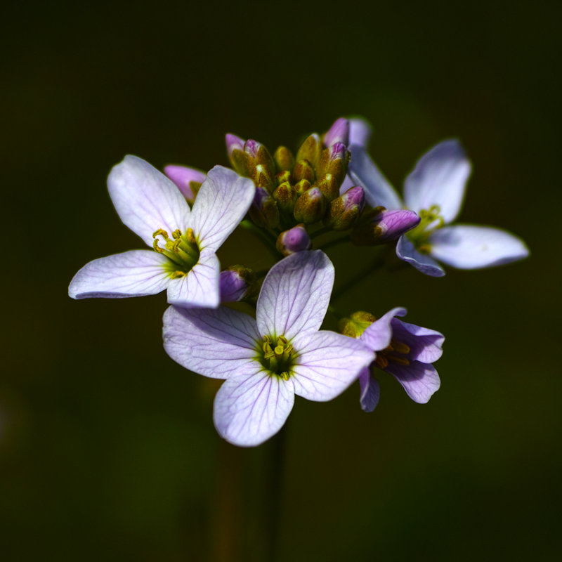 Cuckoo Flower