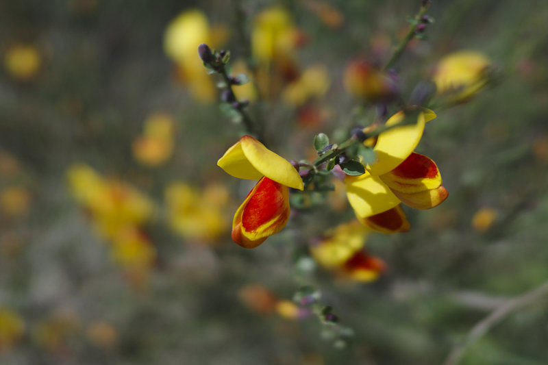 Scotch Broom