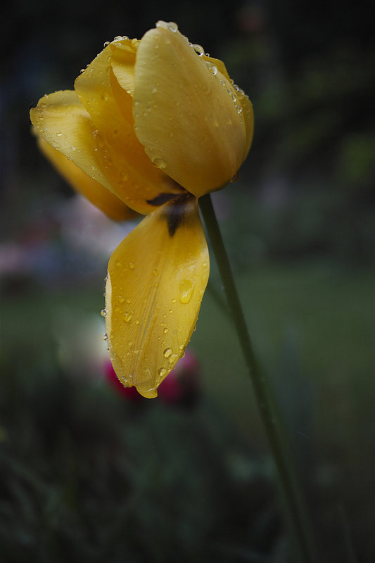 Dripping after the Rain