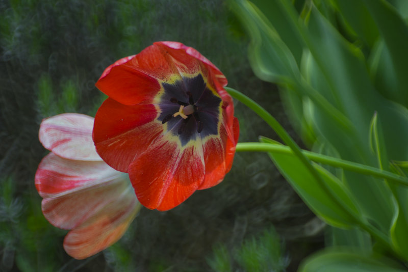 Tulips 2015