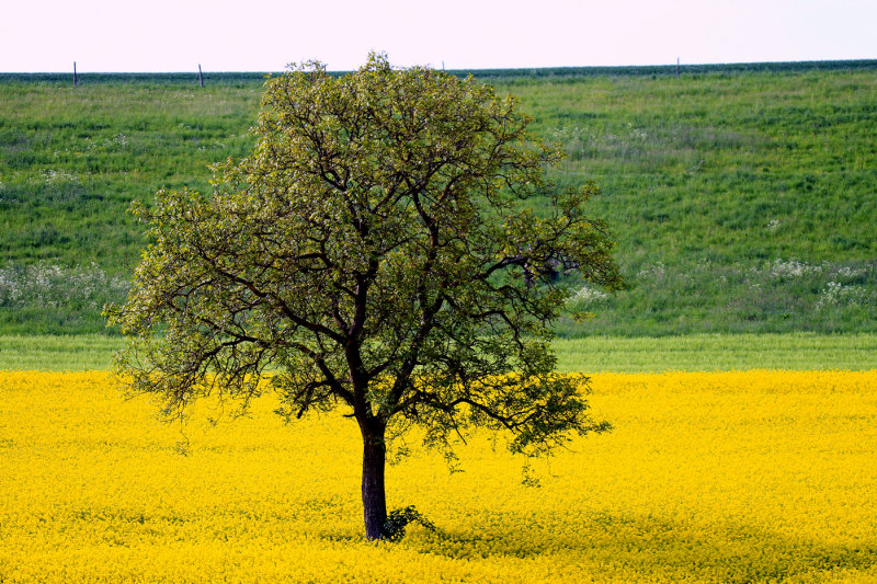 The Tree in the Yellow Field