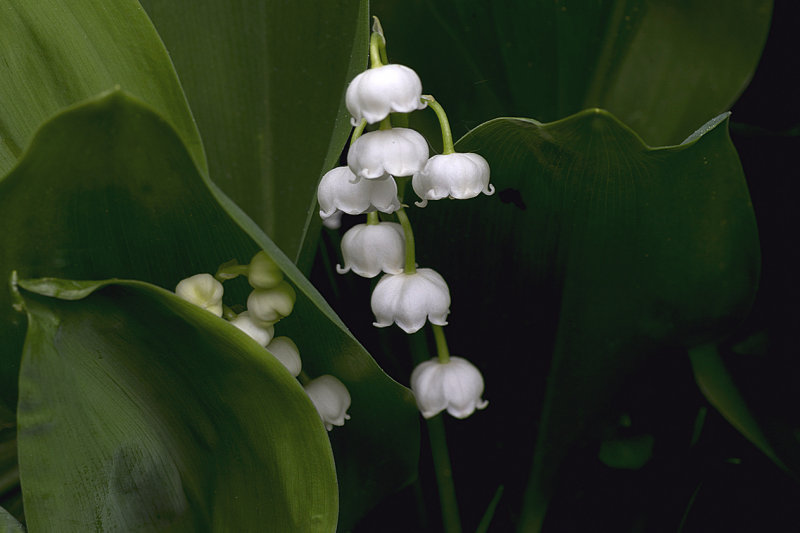 Lily of  the Valley