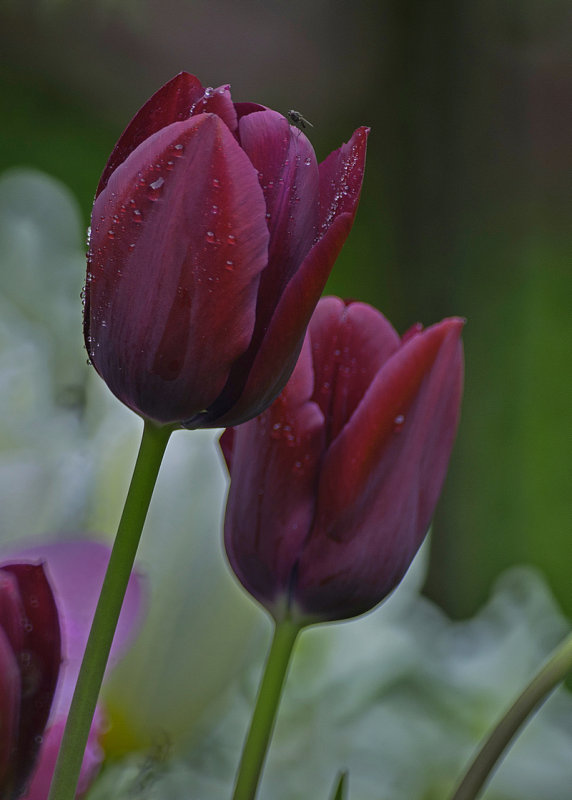 Dark Beauty