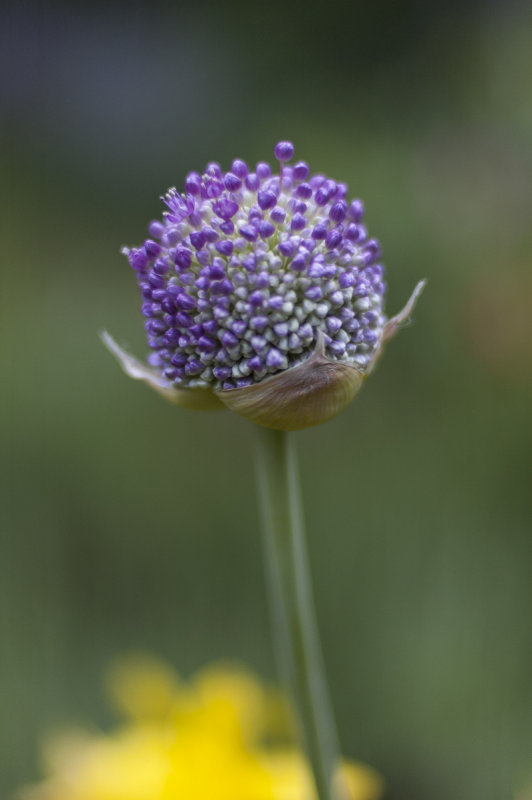 Allium Spikes