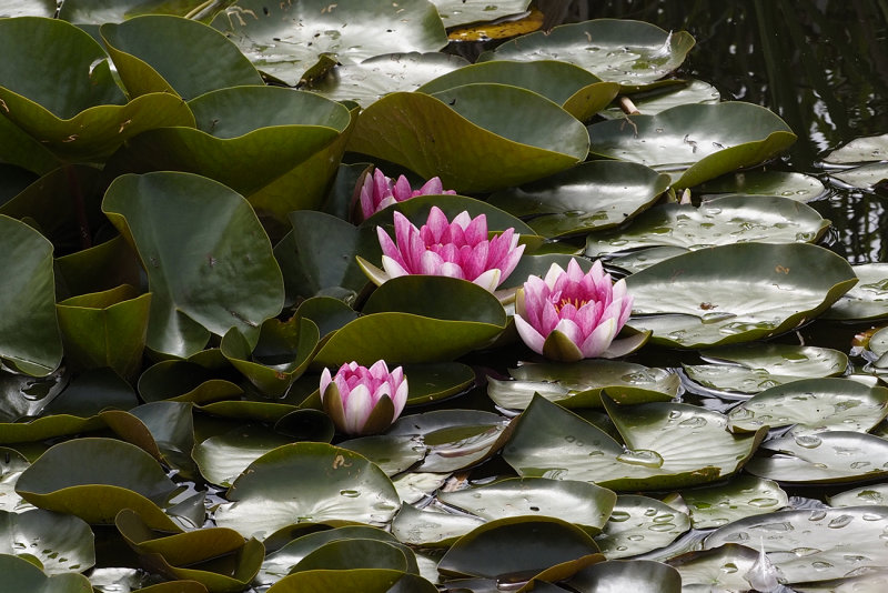 Frog Pond Lilies