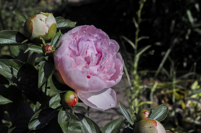 Pink Peony