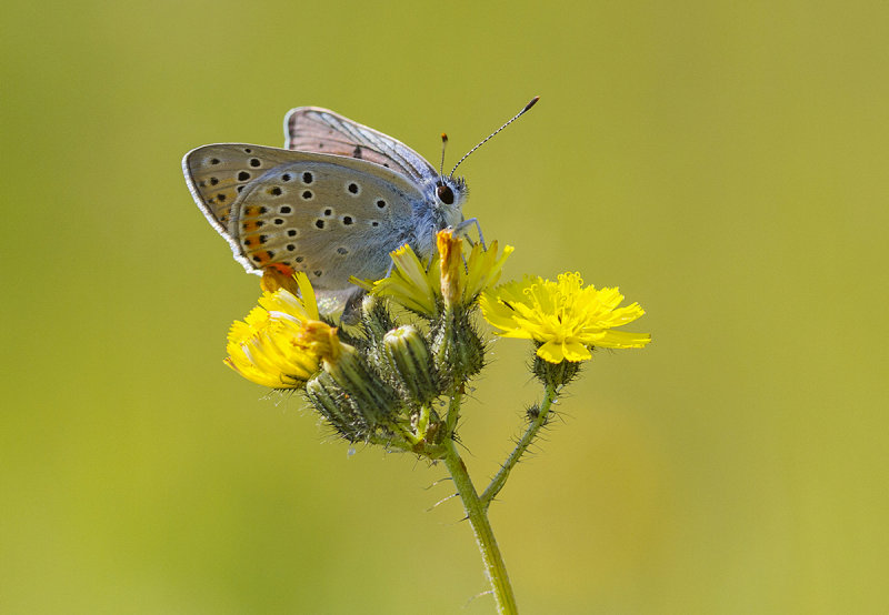 Silver Studded Blue