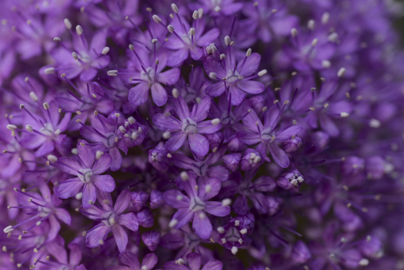 Allium in Purple